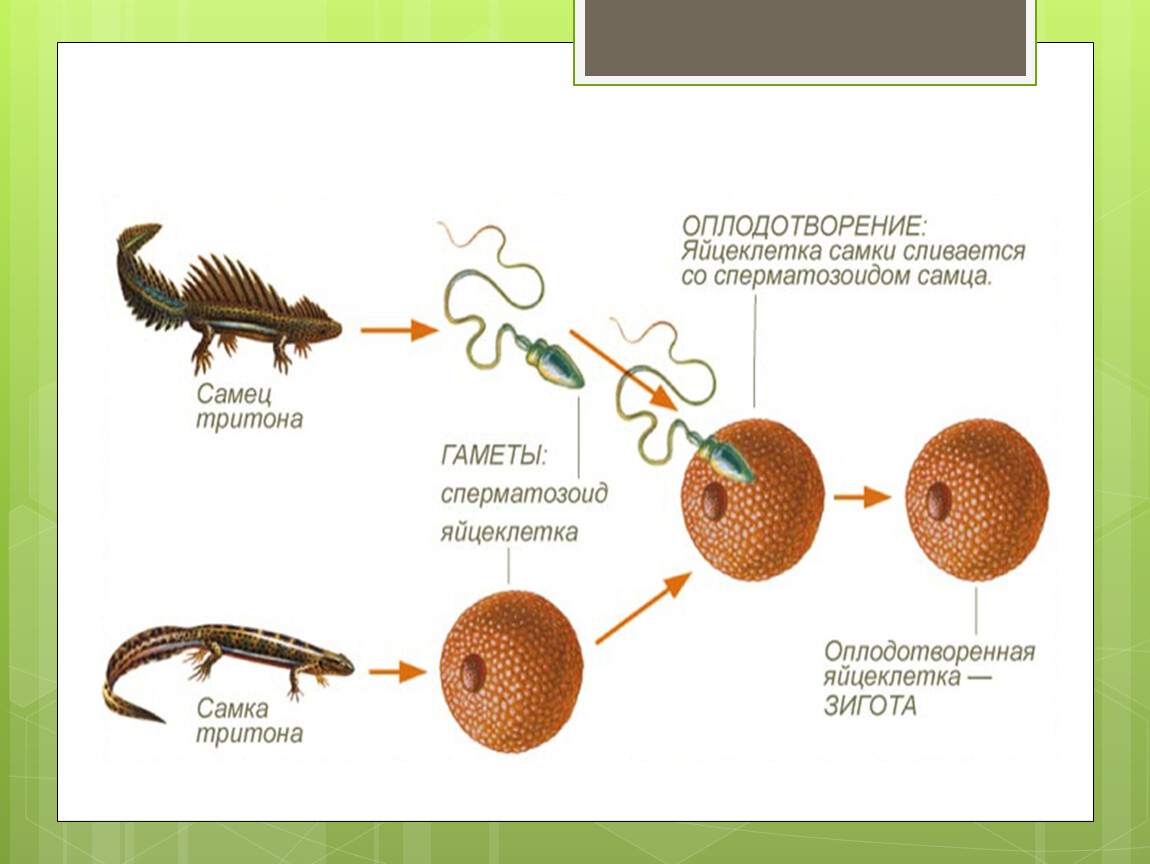 Клетка обеспечивающая размножение организма