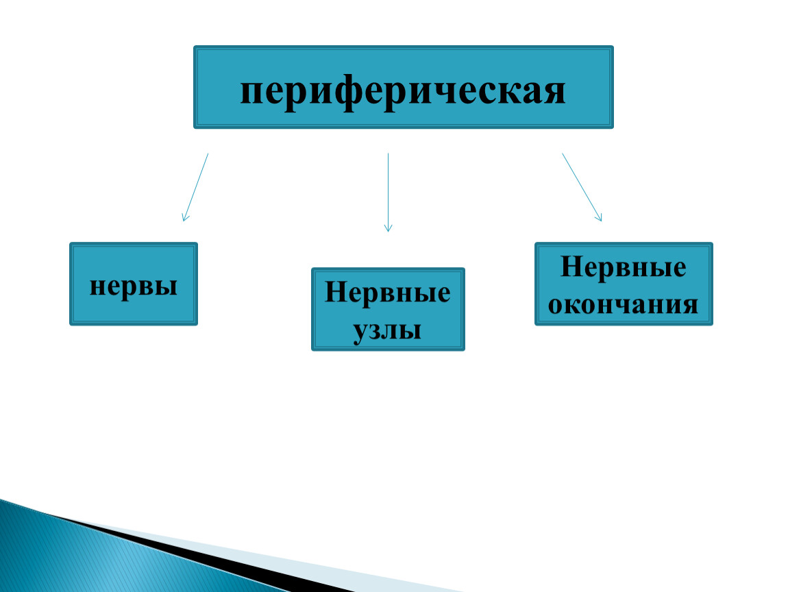 Значение и строение нервной системы презентация 8 класс