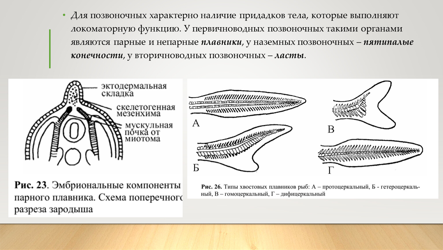 Назовите зародышевый листок позвоночного животного обозначенный на рисунке вопросительным знаком