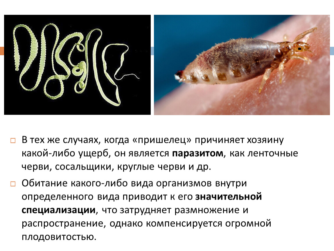 Жизнь ленточного червя