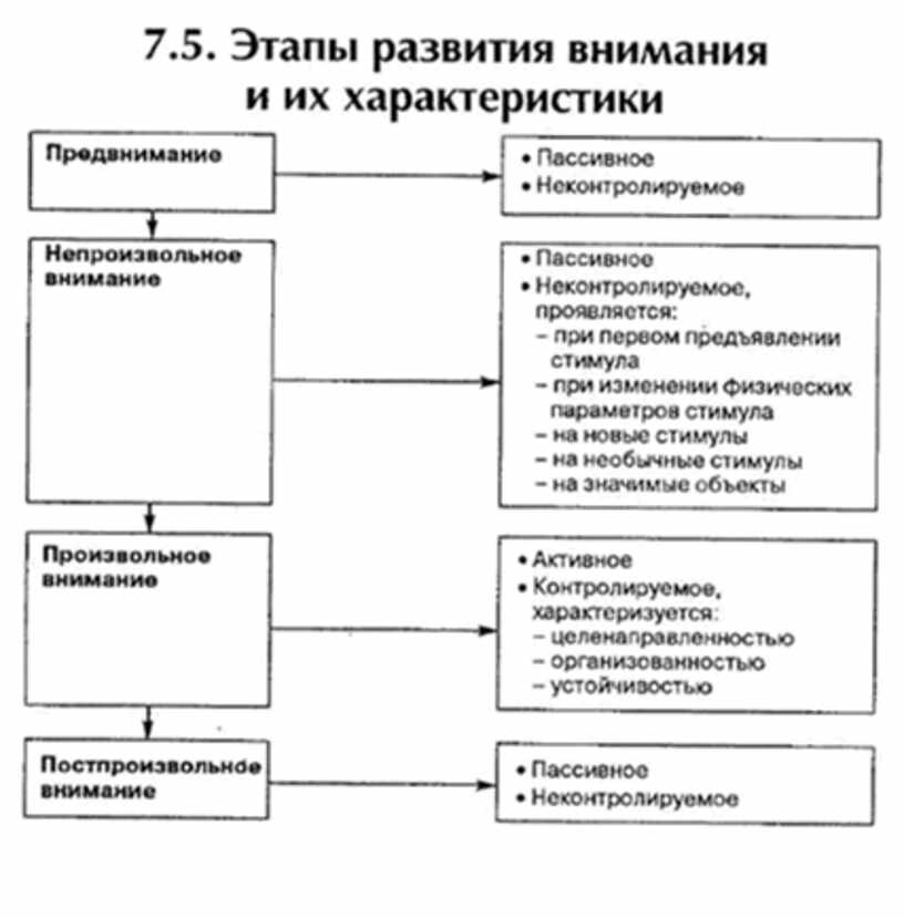 Этапы внимания. Последовательность этапов развития внимания. Этапы развития внимания и их характеристики. Этапы развития внимания в психологии. Стадии развития внимания в психологии.