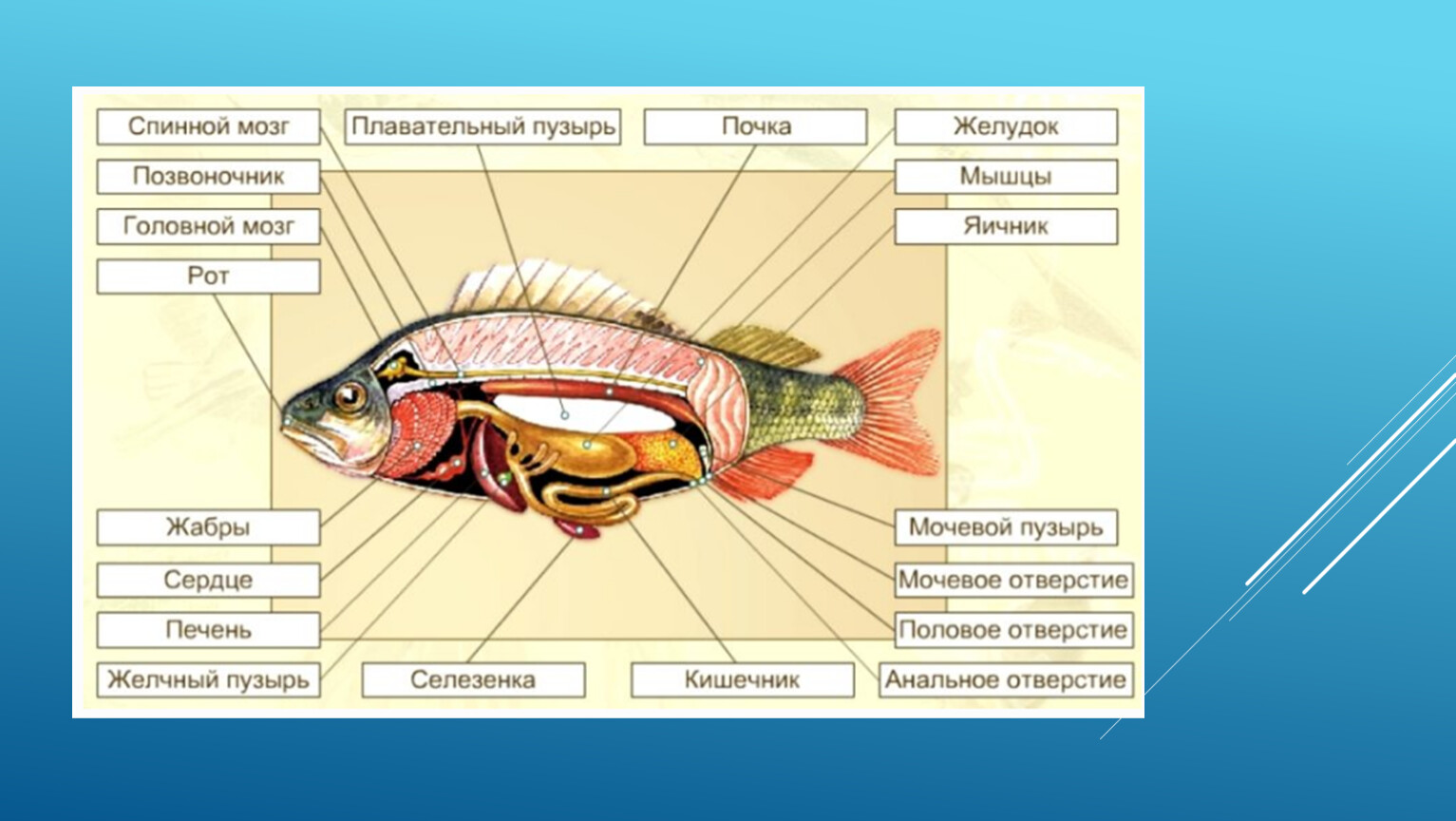Органы рыбы схема