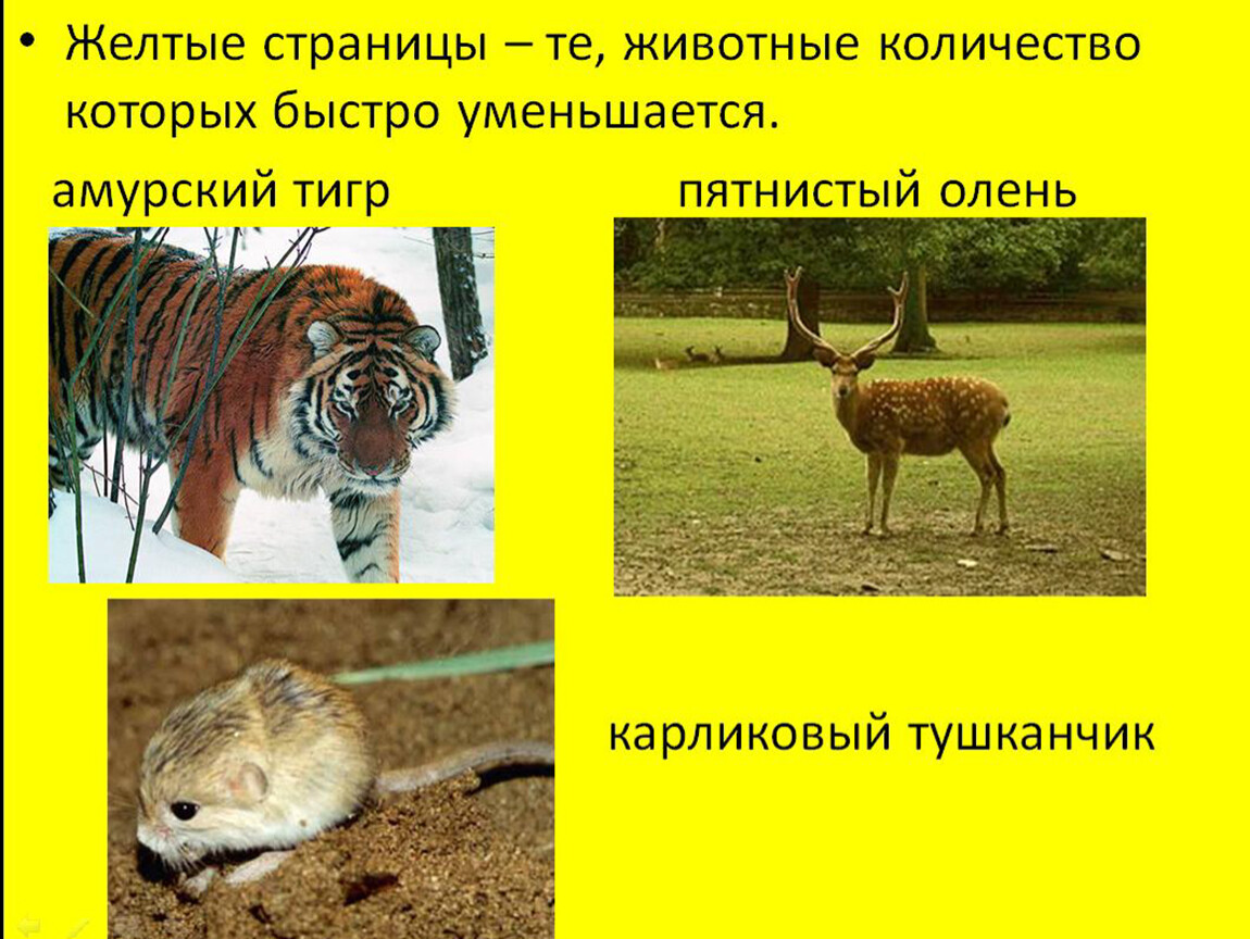 Желтые страницы красной книги россии животные фото и описание