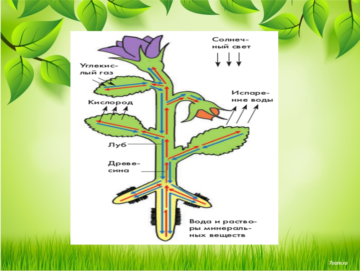 Движение воды в листьях. Передвижение веществ по растению. Передвижение веществ у растений. Транспорт веществ у растений. Движение воды в растении.