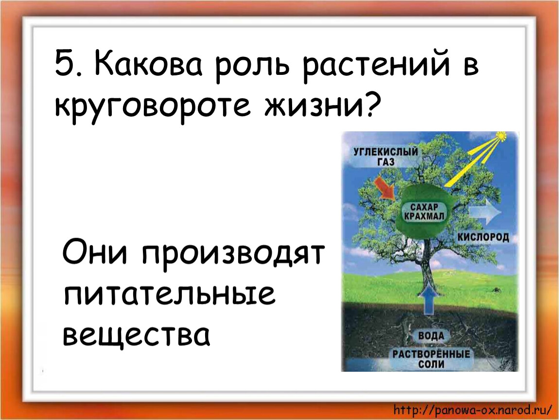 Каково значение круговорота в природе. Роль растений в круговороте жизни. Какова роль растений в круговороте жизни. Роль круговорота жизни. Аква роль растений в круговорот жизни.