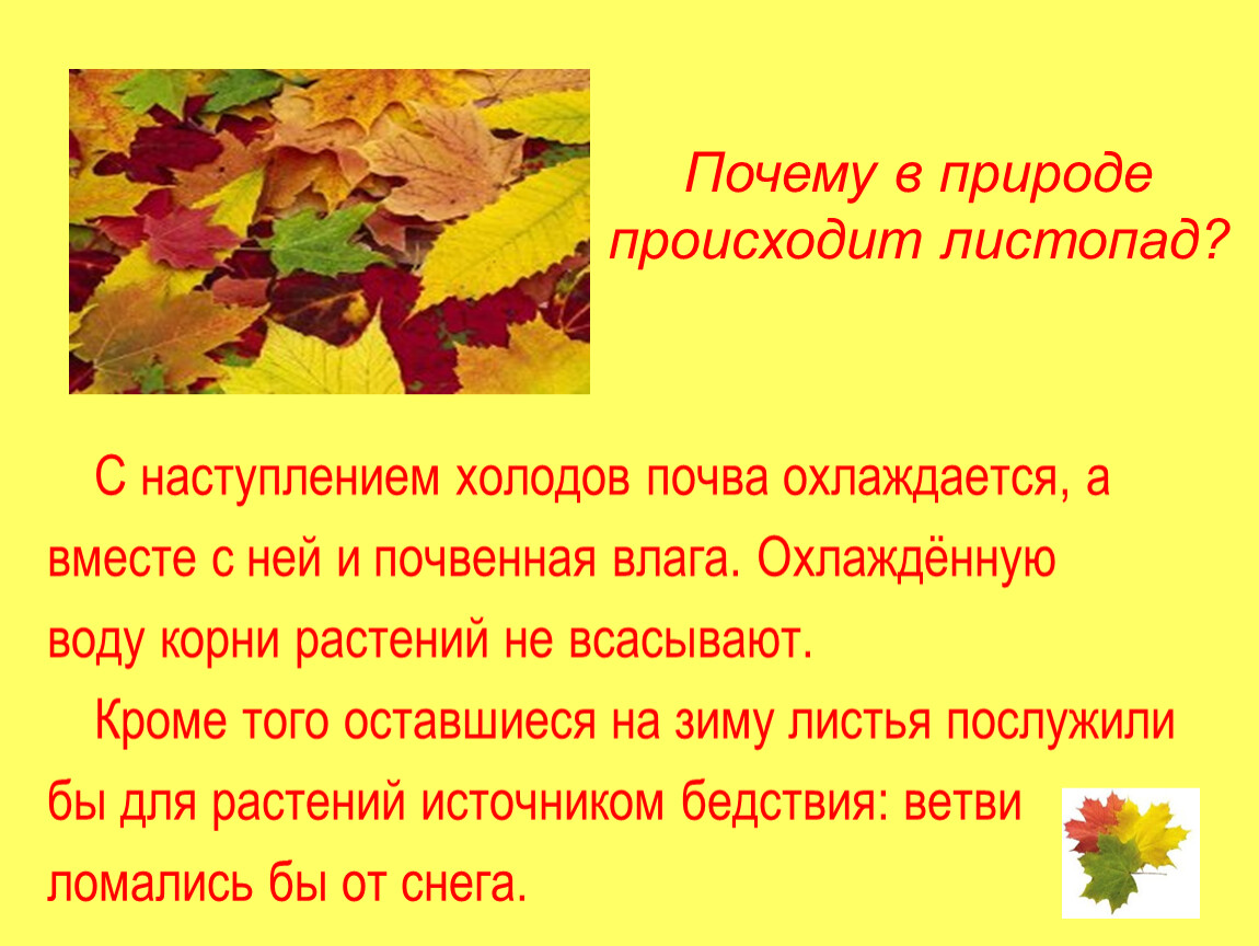 Листопад предложение. Почему в природе происходит листопад. Причины листопада. Причины листопада осенью. Факты о листопаде.