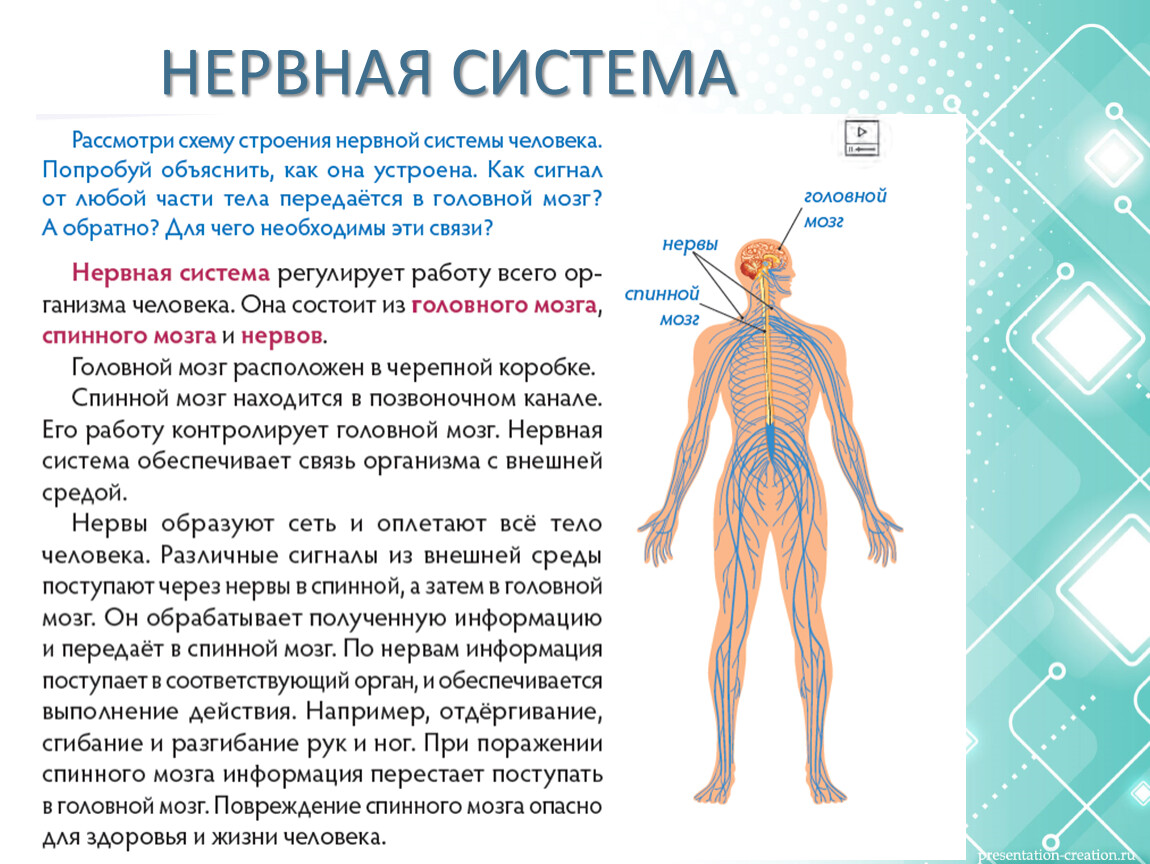 Нервная система