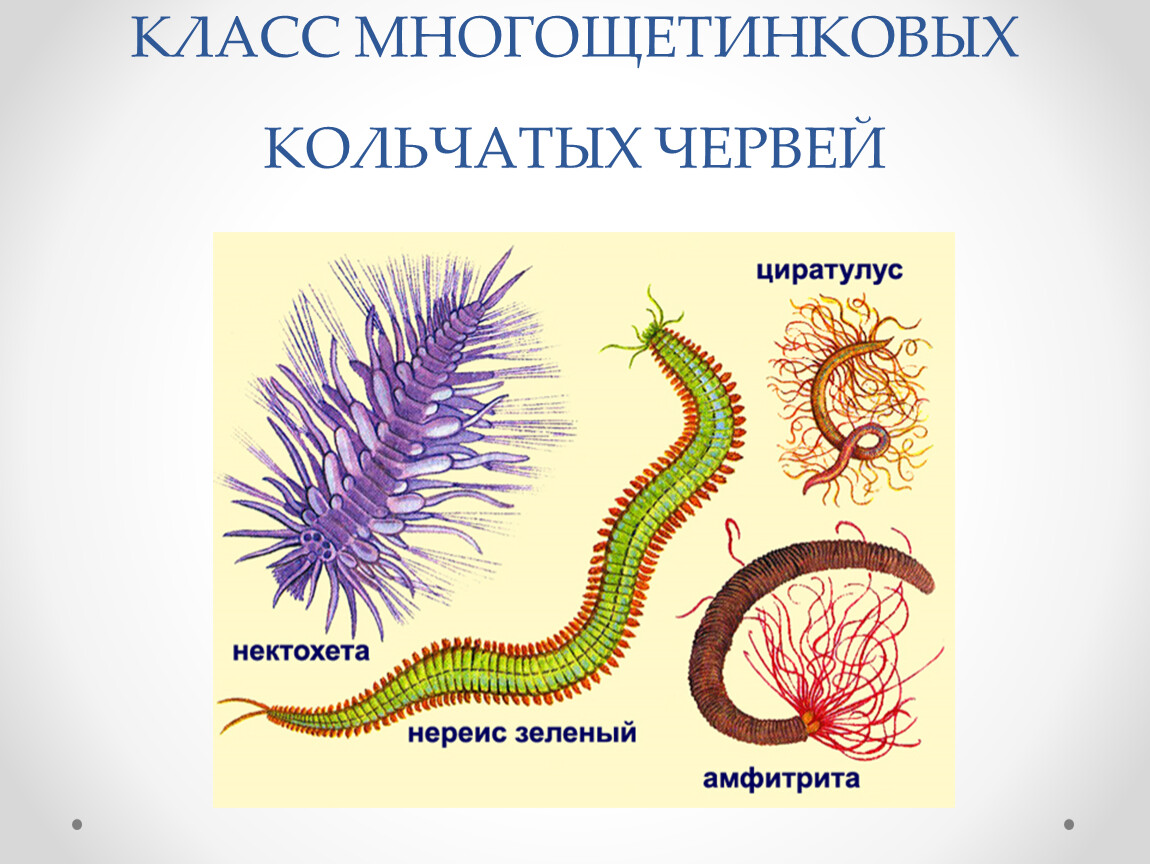 Кольчатые черви группа организмов. Тип кольчатые черви класс многощетинковые. Кольчатые черви класс полихеты. Тип кольчатые черви класс многощетинковые черви строение. Внешнее строение кольчатых червей многощетинковые.