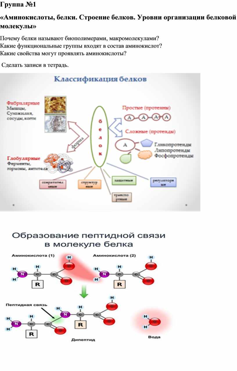 Группа №1 «Аминокислоты, белки