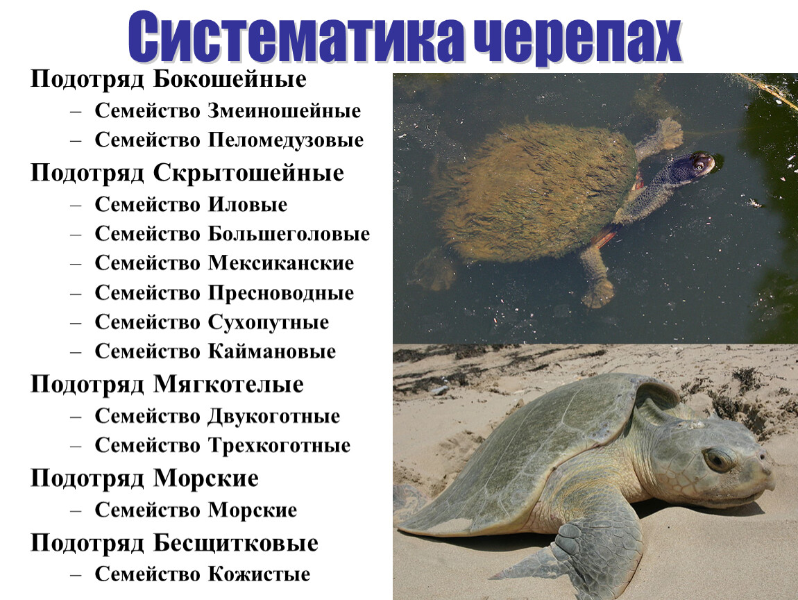 К какому отряду относится морской. Систематика черепахи. Систематическое положение черепахи. Подотряды черепах. Место обитания черепахи.