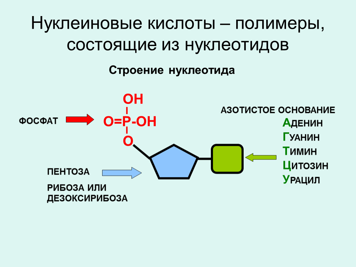 Нуклеиновые кислоты состоят из молекул. Нуклеиновые кислоты строение нуклеотида. Структура нуклеотида нуклеиновых кислот. Структура нуклеотидных кислот. Нуклеиновые кислоты полимеры.