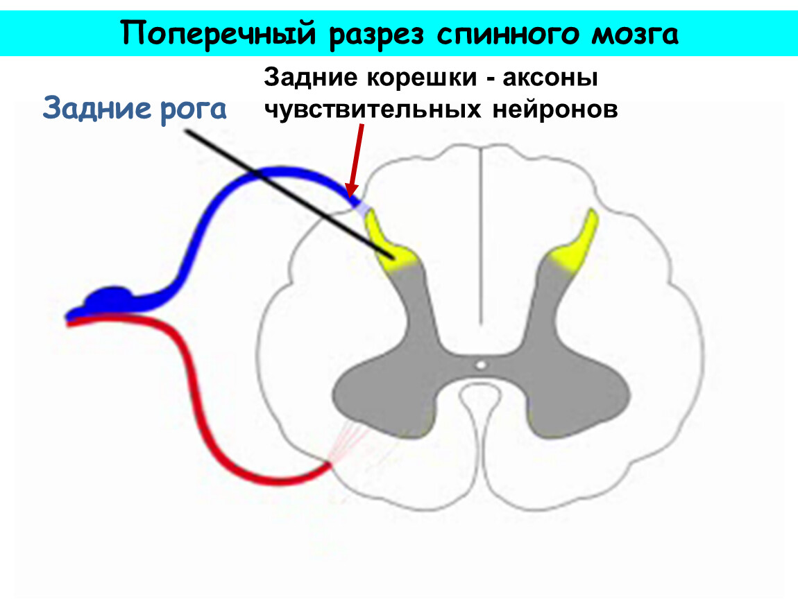 Передние корешки спинного мозга. Структуры задних Рогов спинного мозга. Структура спинного мозга задние рога. Строение задних Рогов спинного мозга. Функции задних Рогов серого вещества спинного мозга.