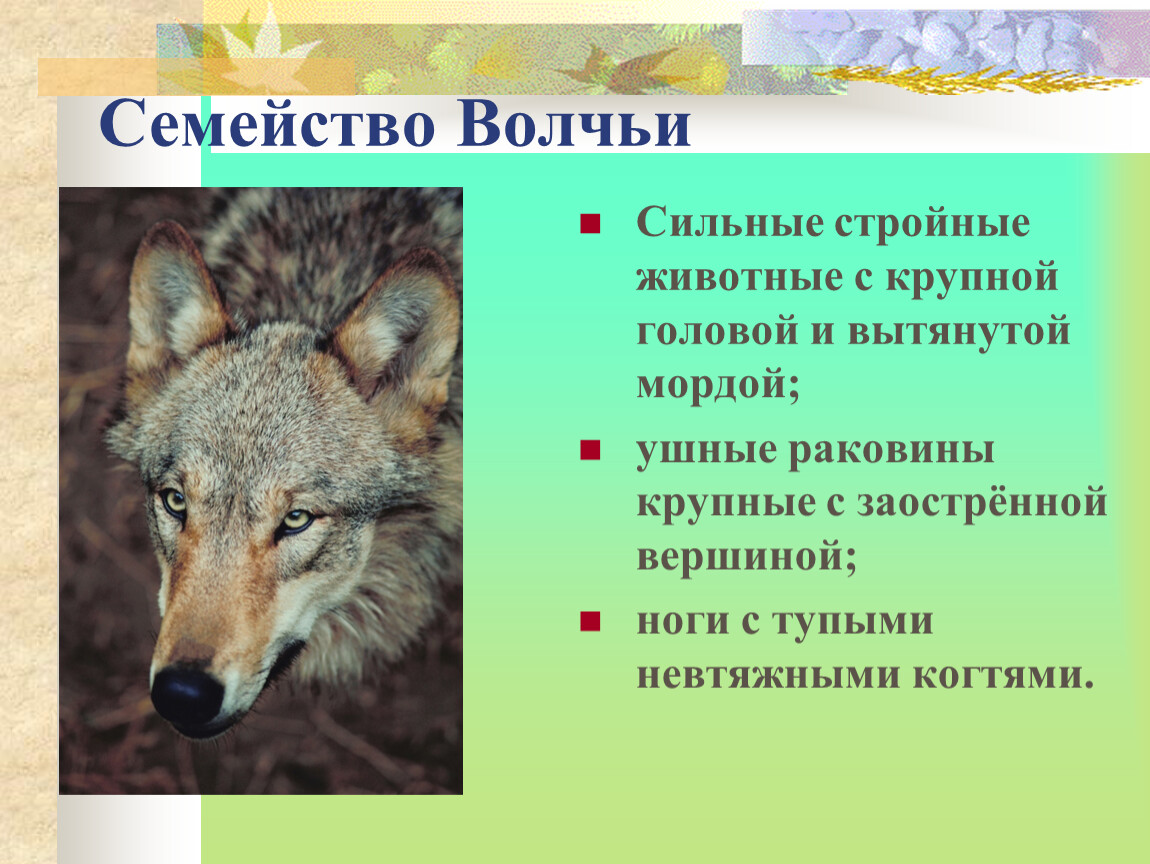 Хищные семейство волчьи. Отряд Хищные семейство Волчьи. Представители волчьих. Отряд Волчьи представители. Семейство Волчьи особенности.