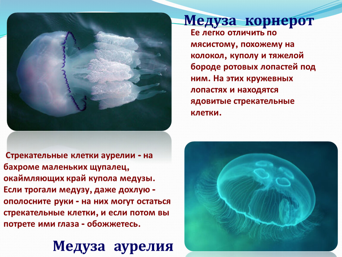 Чем опасны медузы. Ядовитая медуза корнерот. Корнерот медуза в черном море опасны.
