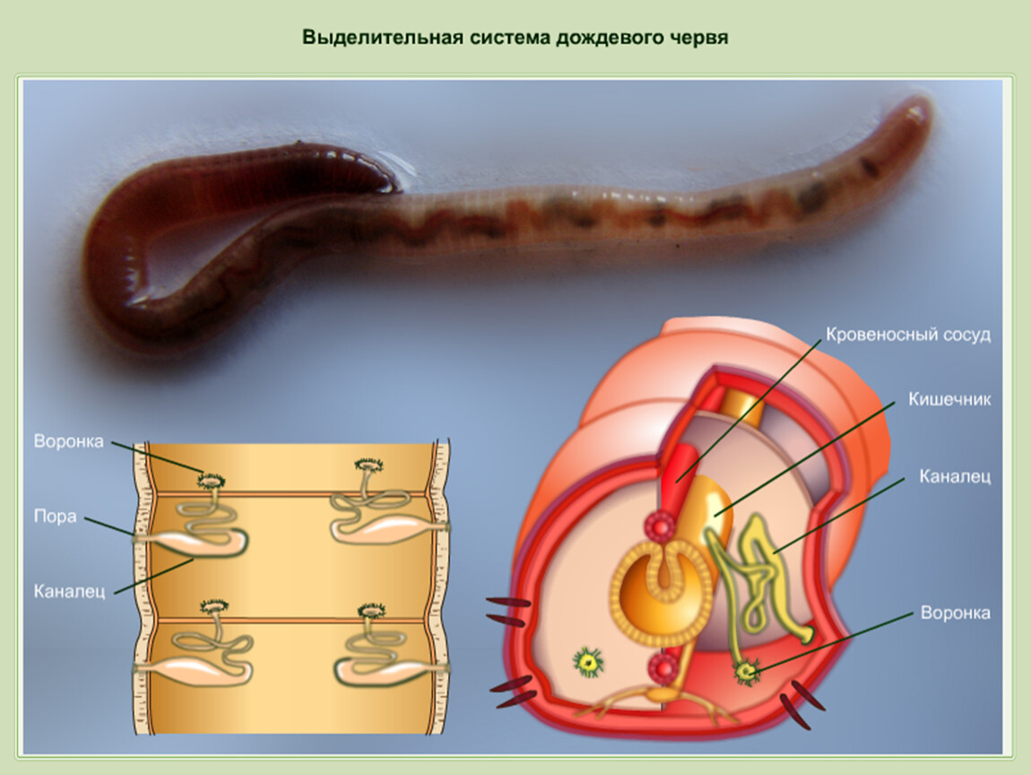 Органы выделительной системы червя. Выделительная система кольчатых червей 7 класс. Органы выделительной системы кольчатых червей. Строение выделительной системы кольчатых червей. Кольчатые черви строение выделительная система.