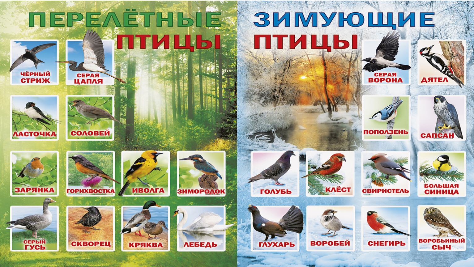 Перелетные птицы пермского края фото с названиями и описанием