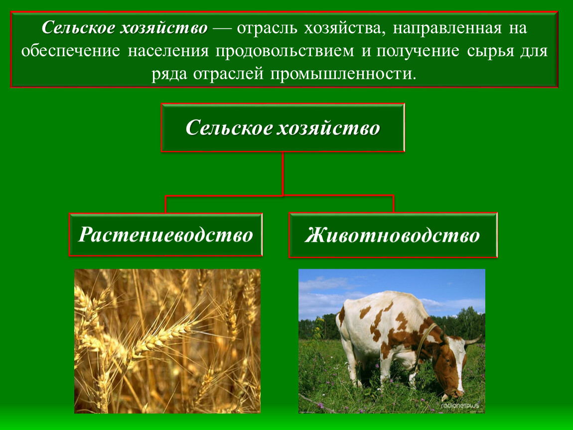 Животноводство мира презентация по географии 10 класс