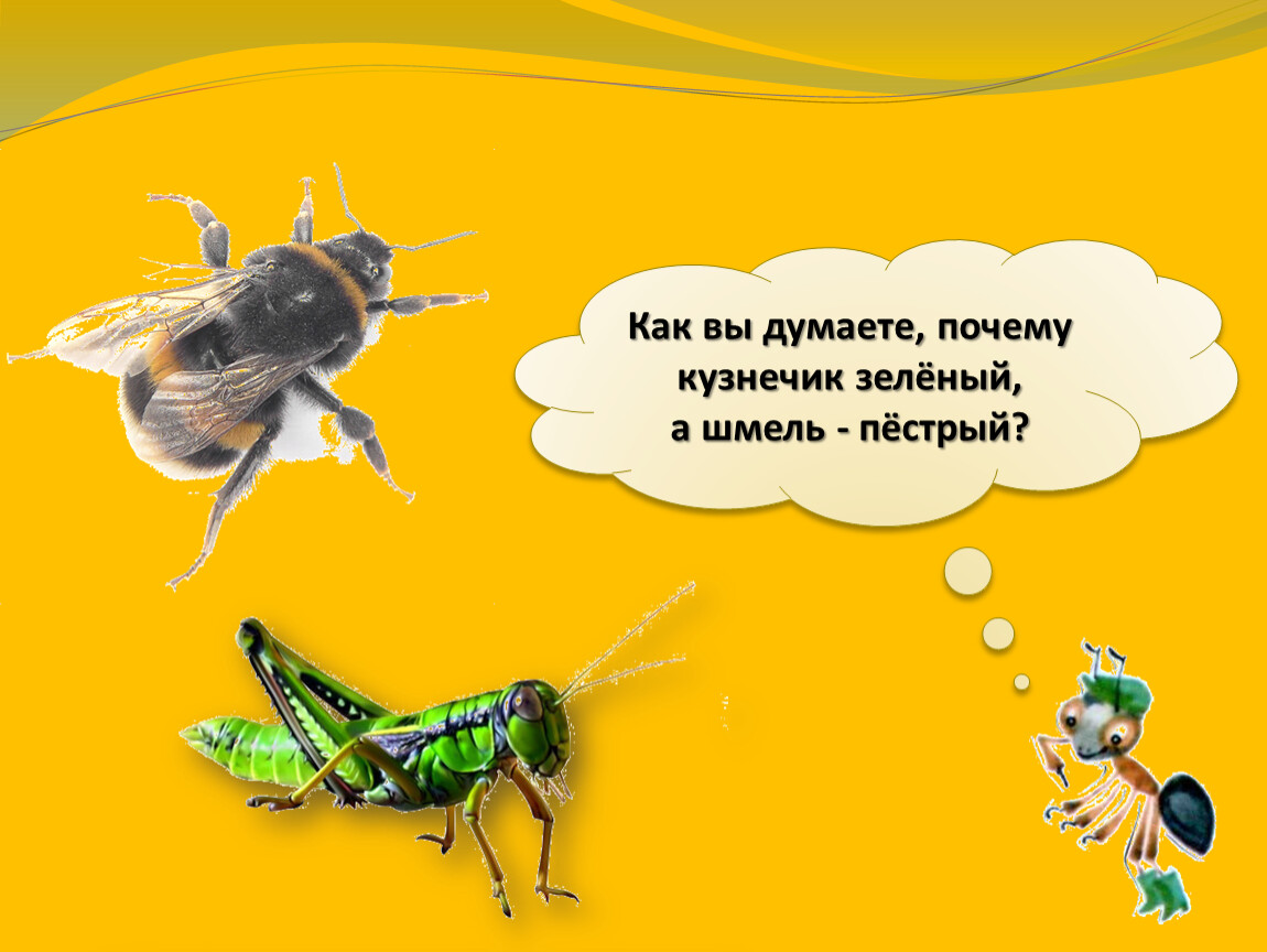 Как вы думаете, почему кузнечик зелёный, а шмель - пёстрый?