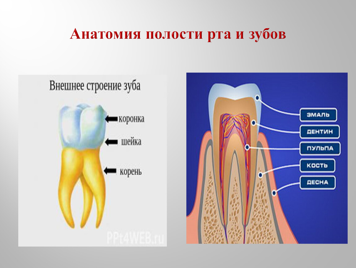 Анатомия полости рта и зубов