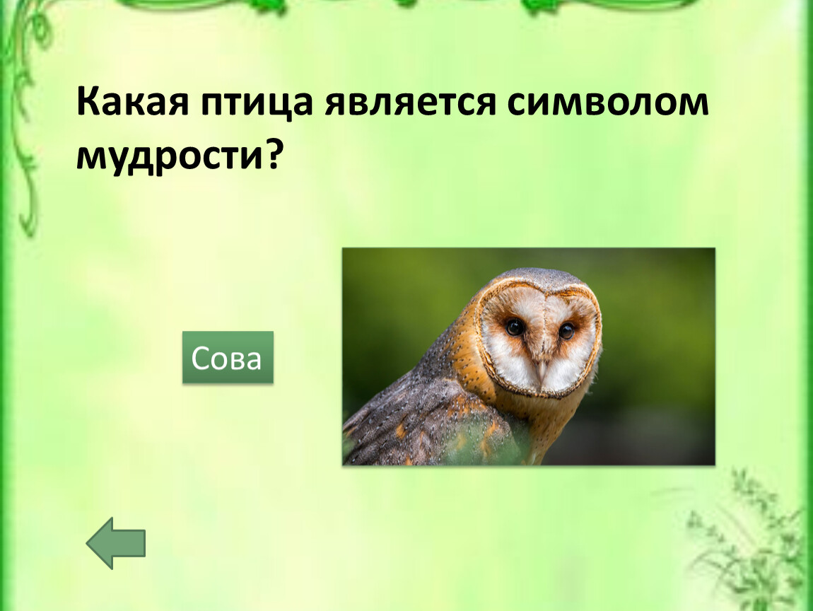 Какая птица является символом мудрости?