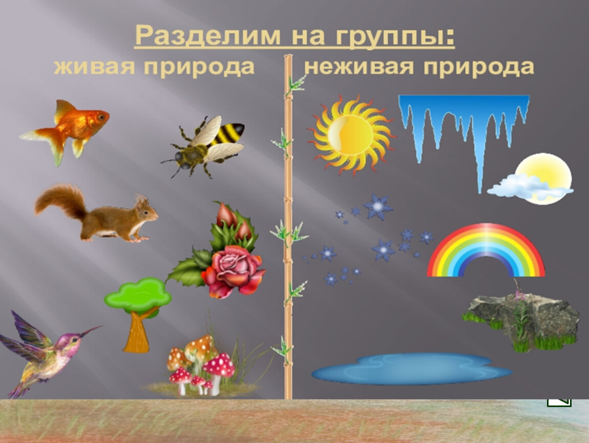 Россия живая неживая природа. Живая и неживая природа для дошкольников. Дивая и не Дивая природа. Живая и недмвая природа. Живая и не мивая природа.
