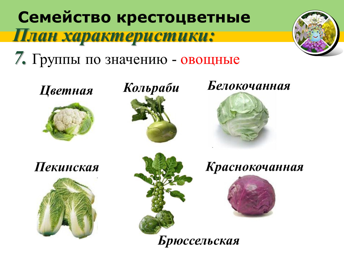 Капустные овощи таблица. Овощи семейства крестоцветных список. Семейство крестоцветные капуста кольраби. Овощные культуры семейства крестоцветных. А. капуста, сем крестоцветные.