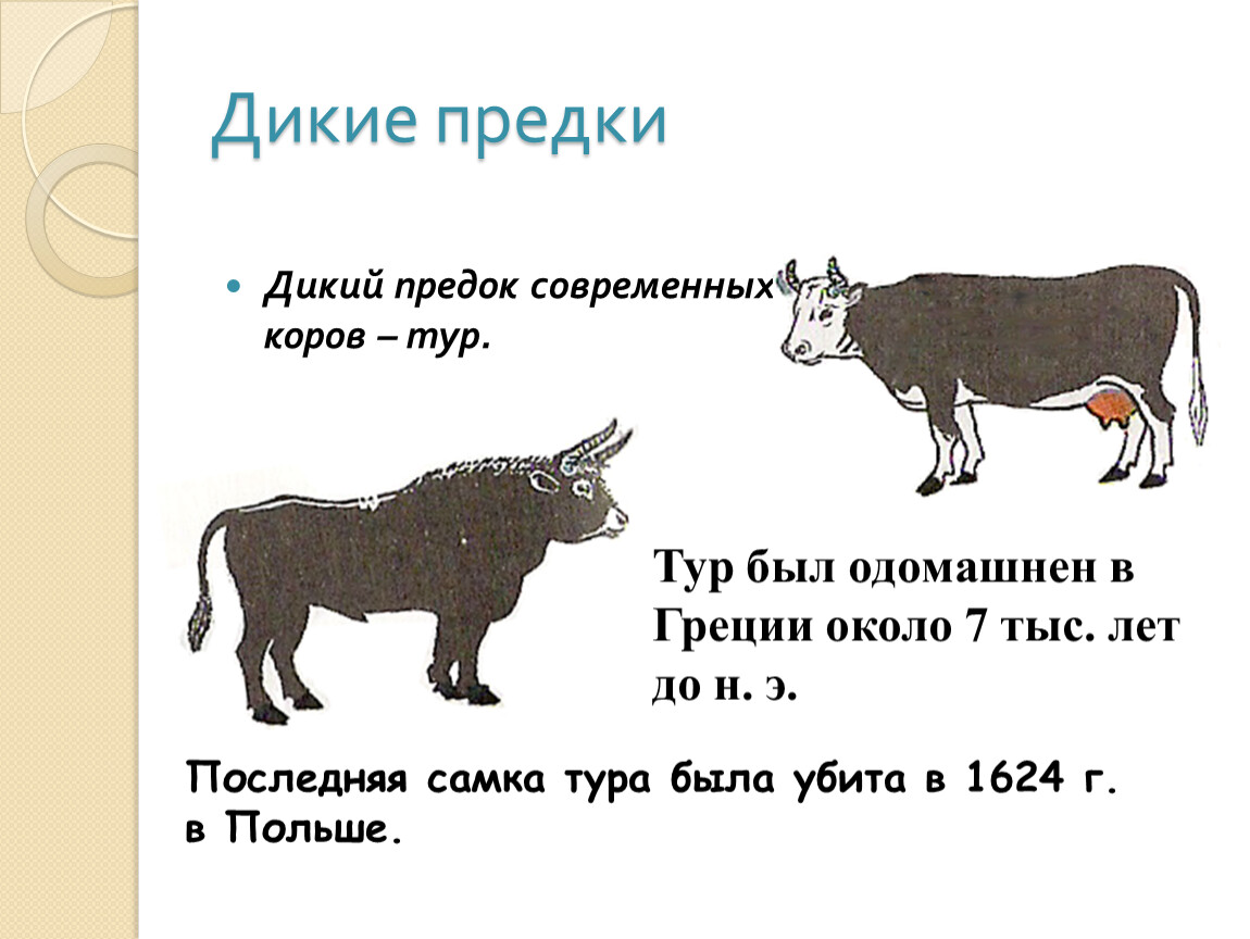 Предки домашних животных презентация