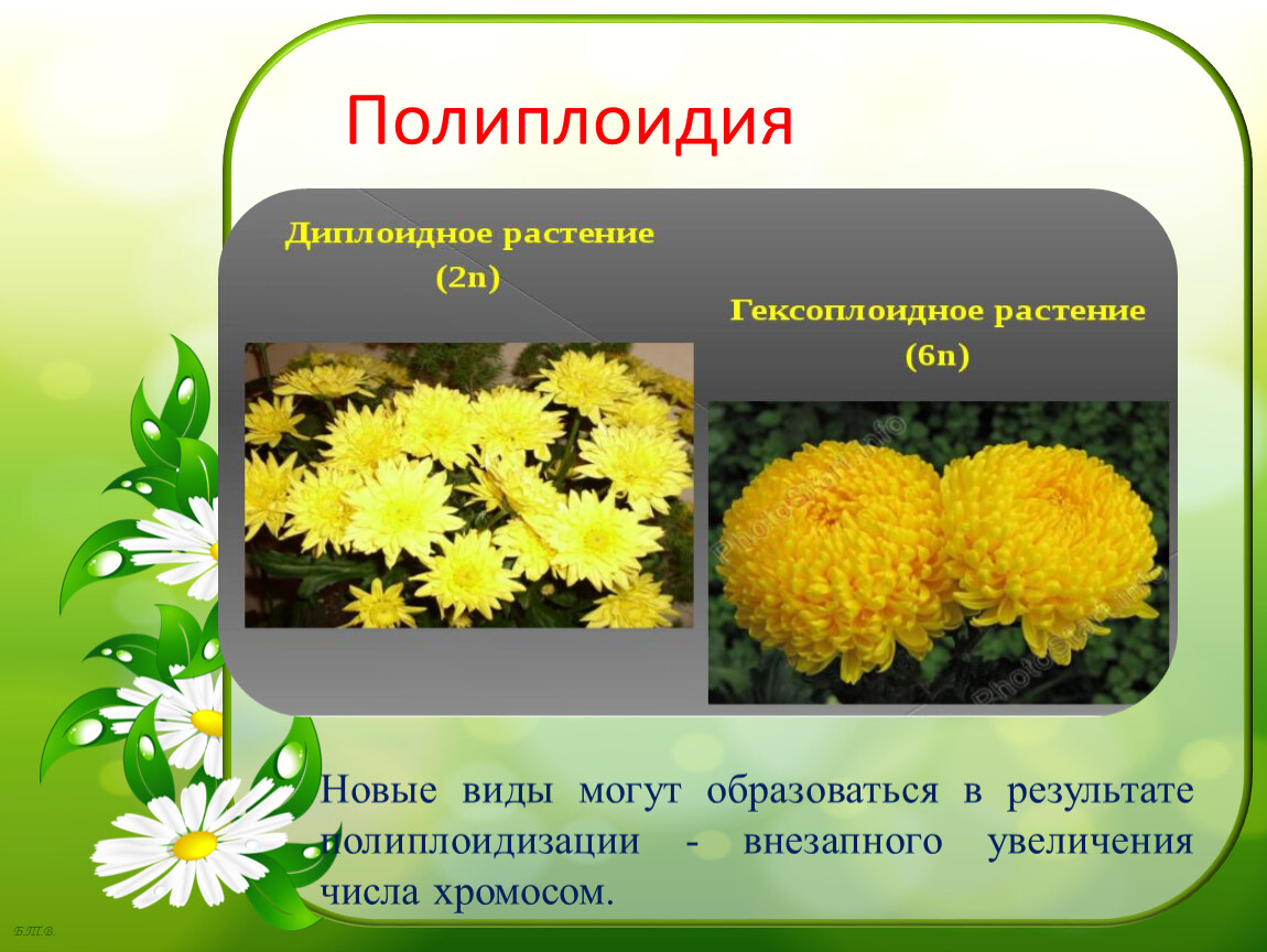 Для каких организмов применялся метод полиплоидизации. Полиплоидия хризантемы. Полиплоиды у растений. Полиплоидия в селекции. Полиплоидия у растений примеры.