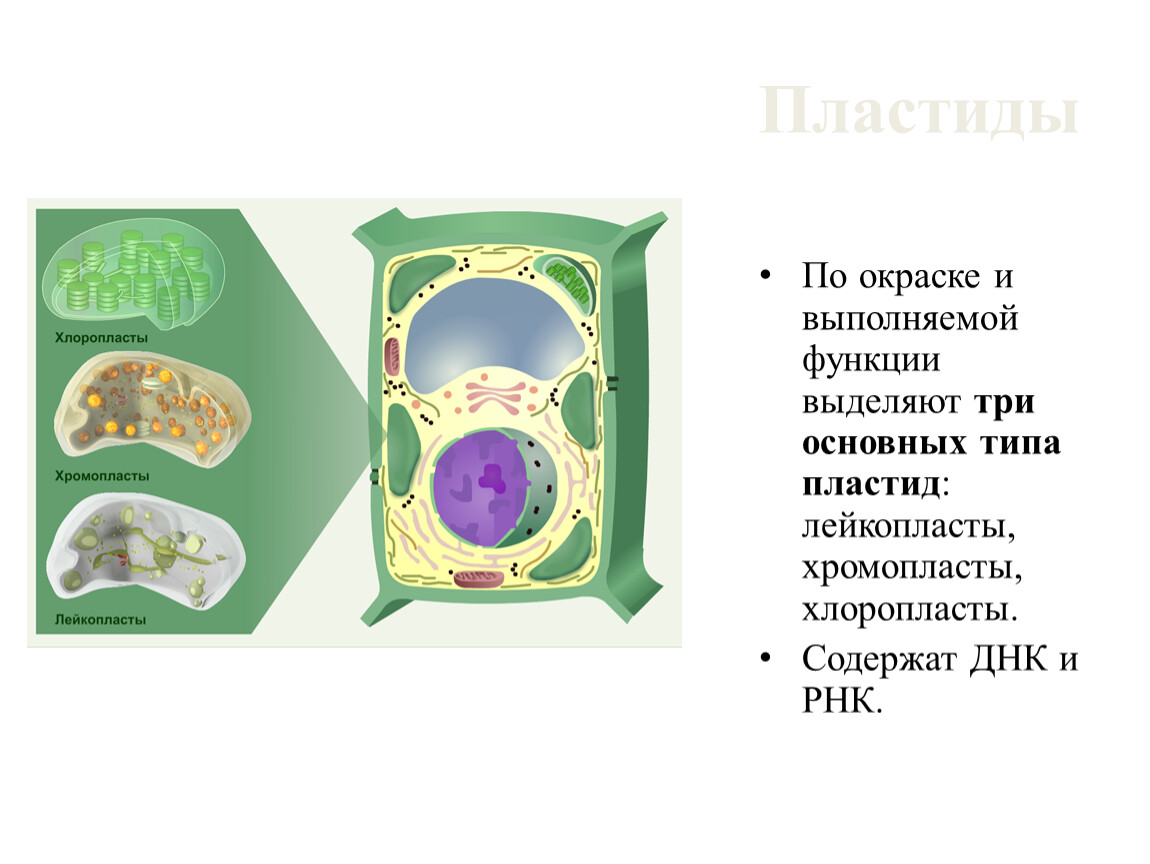 Пластиды в клетках растений. Лейкопласты в растительной клетке. Хлоропласты хромопласты лейкопласты. Хромопласты в клетке. Пластиды хлоропласты хромопласты лейкопласты.