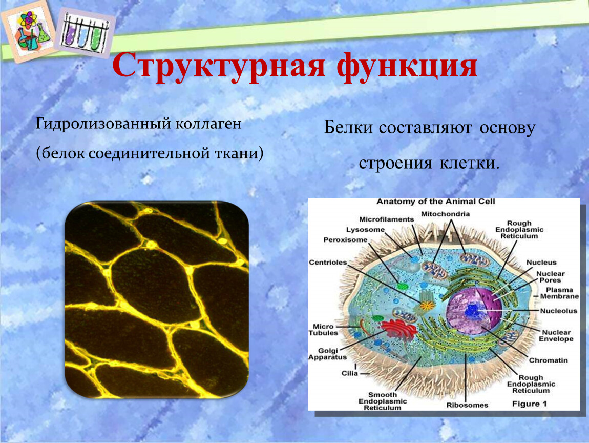 Беличья клетка. Строение клетки белка. Белок в строении клетки. Какие клеточные структуры состоят из белков. Из чего состоит белок клетки человека.