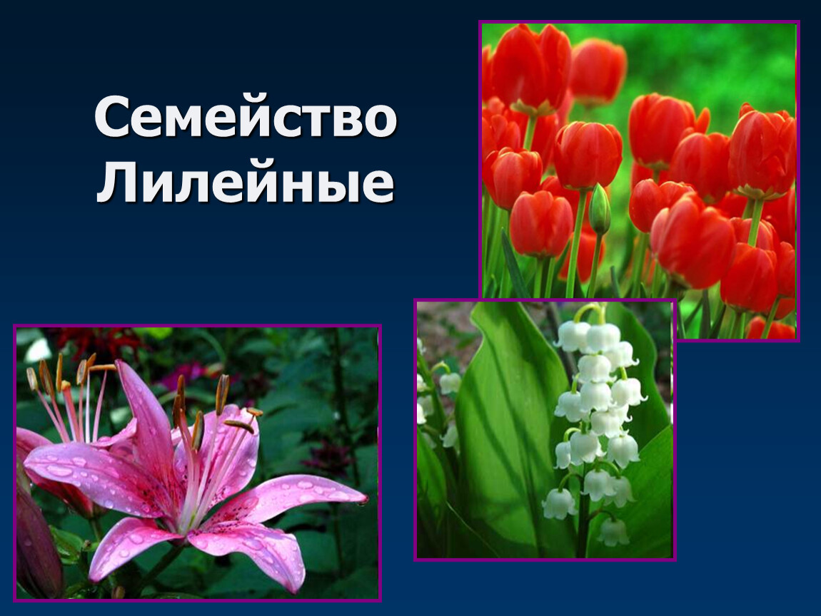 Три примера лилейных. Однодольные растения семейства Лилейные. Семейство Лилейные биология 6 класс. Цветок лилейных однодольных растений. Однодольные семейство Лилейные представители.