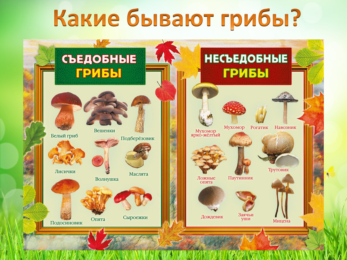 Какие есть грибы несъедобные. Атлас определитель съедобные и несъедобные грибы. Съедобные грибы и несъедобные грибы названия.