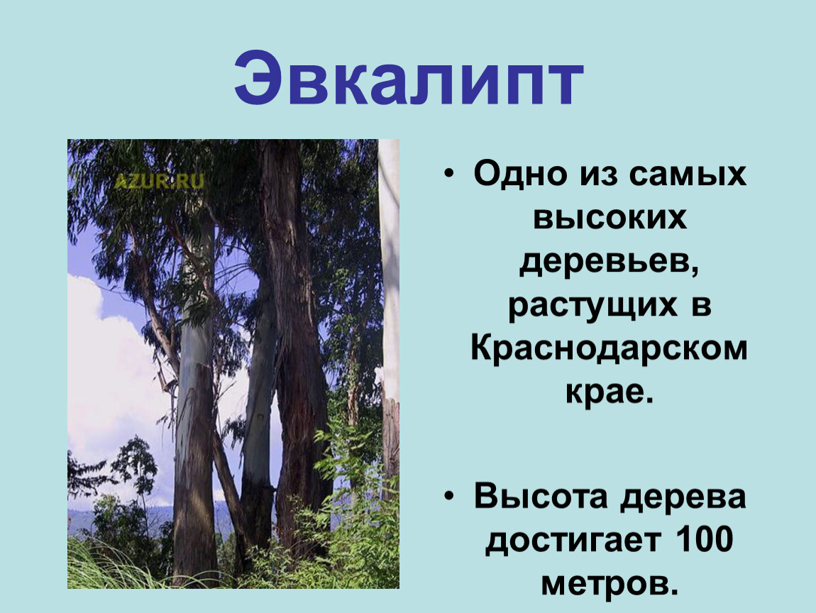 Высота деревьев в метрах. Эвкалипт дерево высота максимальная. Высота эвкалипта в метрах. Высота эвкалиптового дерева. Эвкалипт высота дерева.