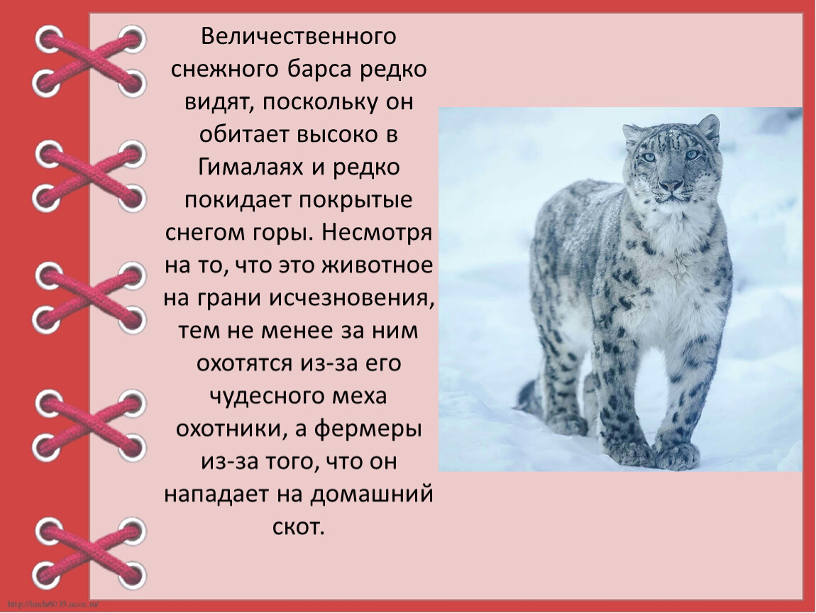 Урок цифры снежный барс ответы. Снежный Барс красная книга 2 класс окружающий мир. Снежный Барс из красной книги 2 класс окружающий мир короткий рассказ. Снежный Барс рассказ для 2 класса окружающий мир красная книга. 2 Класс тема красная книга России сообщение о Снежном Барсе.