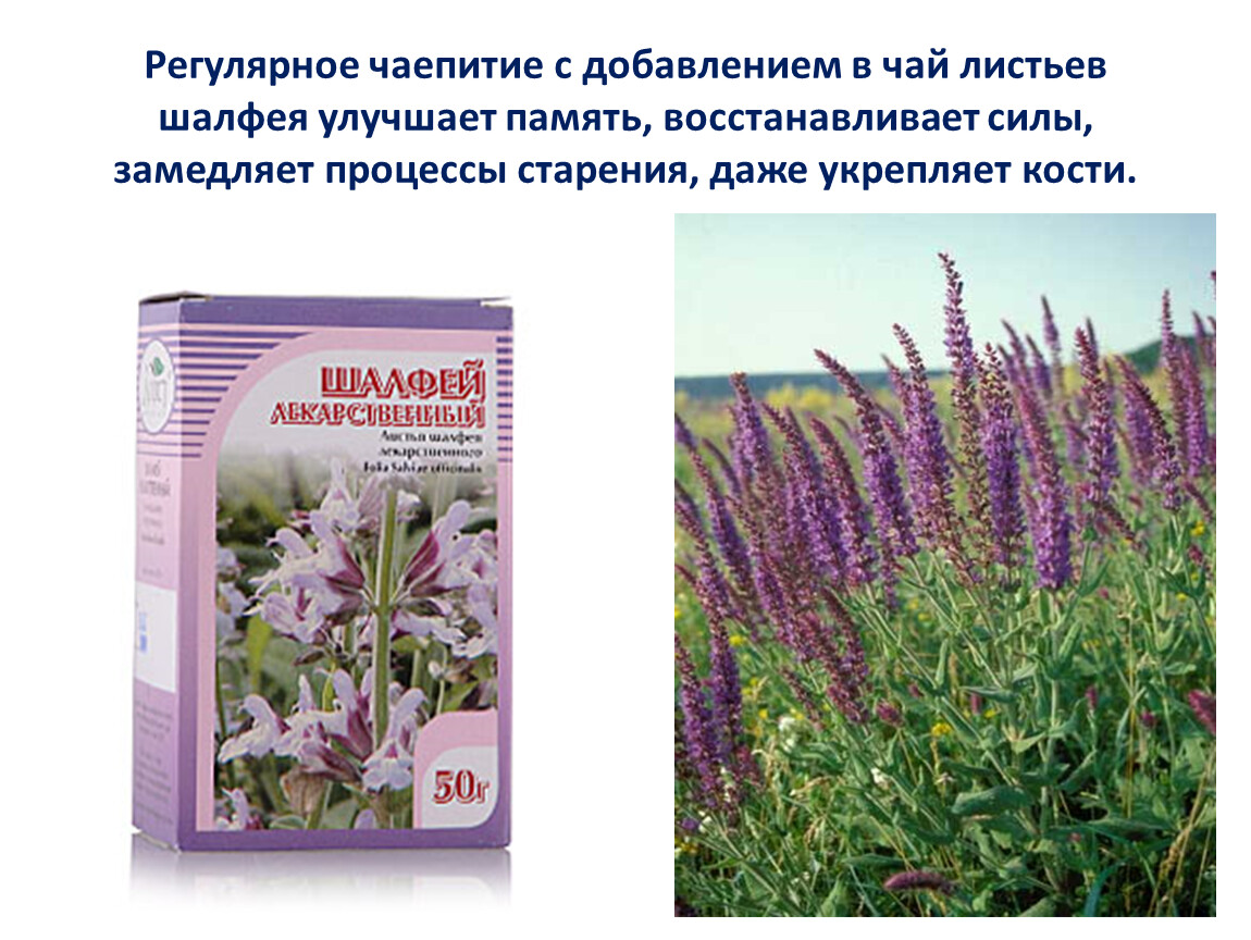 Лекарственные растения ставропольского края фото и описание