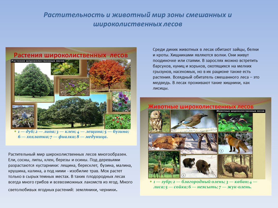 Презентация по окружающему миру Природные зоны России. 4 класс