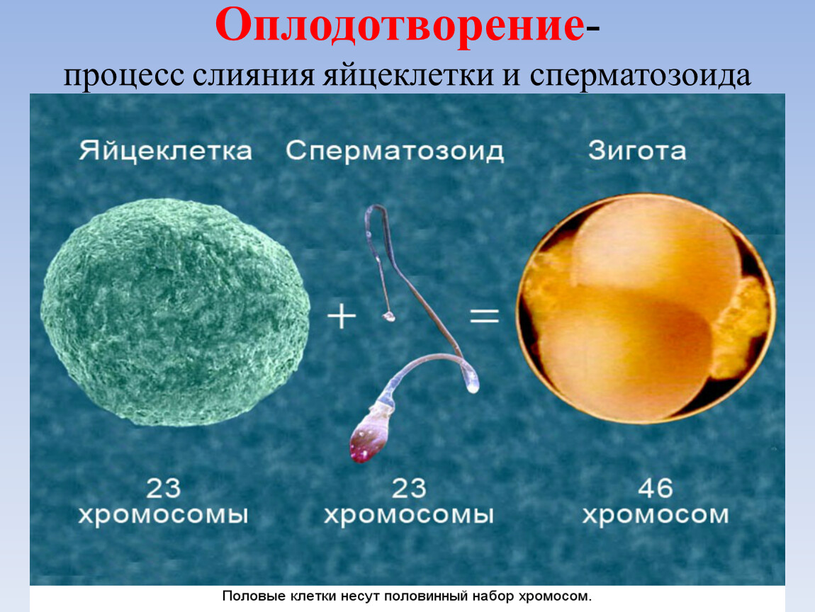 Сколько хромосом содержится в оплодотворенной клетке. Оплодотворение яйцеклетки. Слияние спермия и яйцеклетки. Процесс оплодотворения яйцеклетки. Образование зиготы у человека.