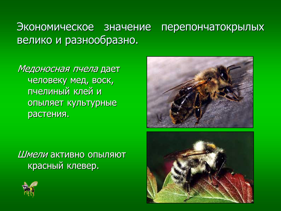 Пчелы в жизни человека. Отряд Перепончатокрылые осы шмели. Отряд Перепончатокрылые (Hymenoptera). Перепончатокрылые медоносная пчела. Отряд Перепончатокрылые строение.