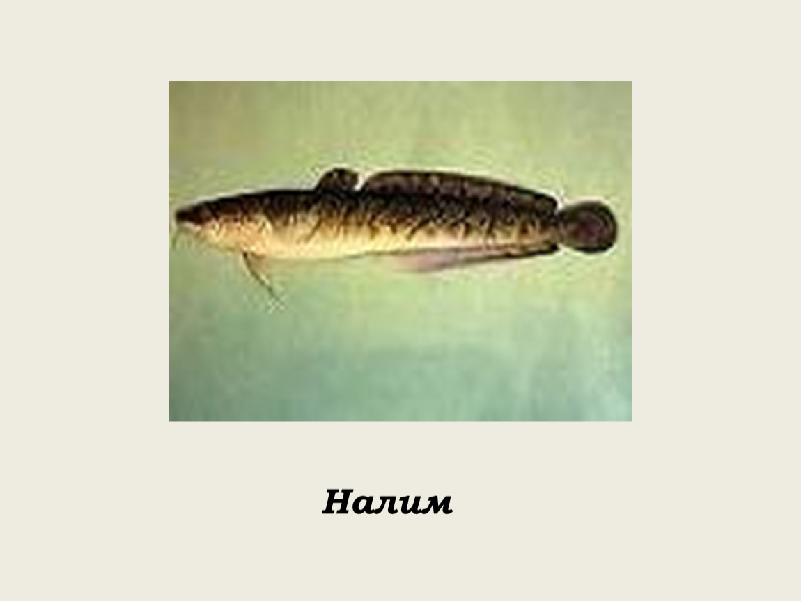 Налим
