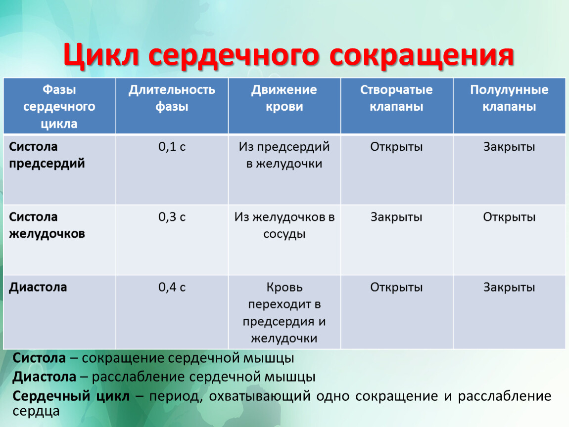 Цикл сердечного сокращения Систола – сокращение сердечной мышцы