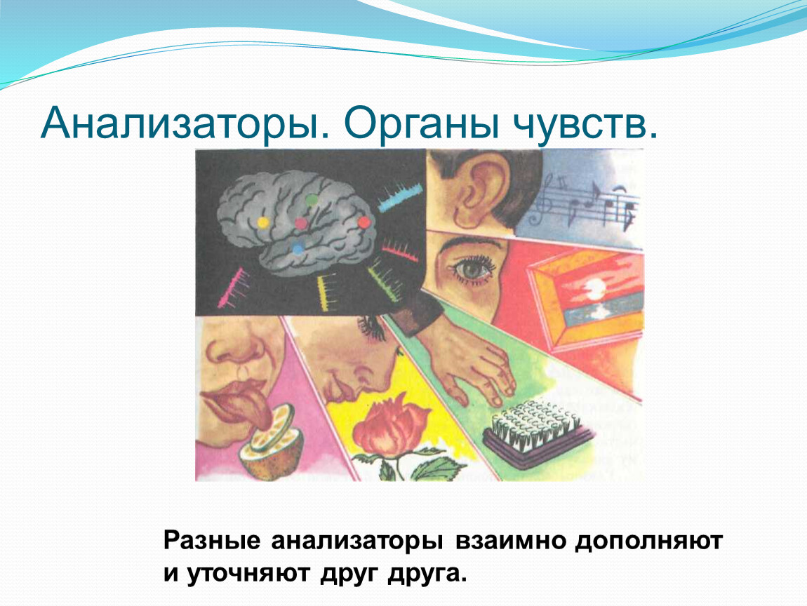 Подведем итоги органы чувств анализаторы 8. Анализаторы органы чувств. Органы чувств анализаторы 8 класс. Анализаторы органы чувств картинка. Рисунки анализаторы человека.