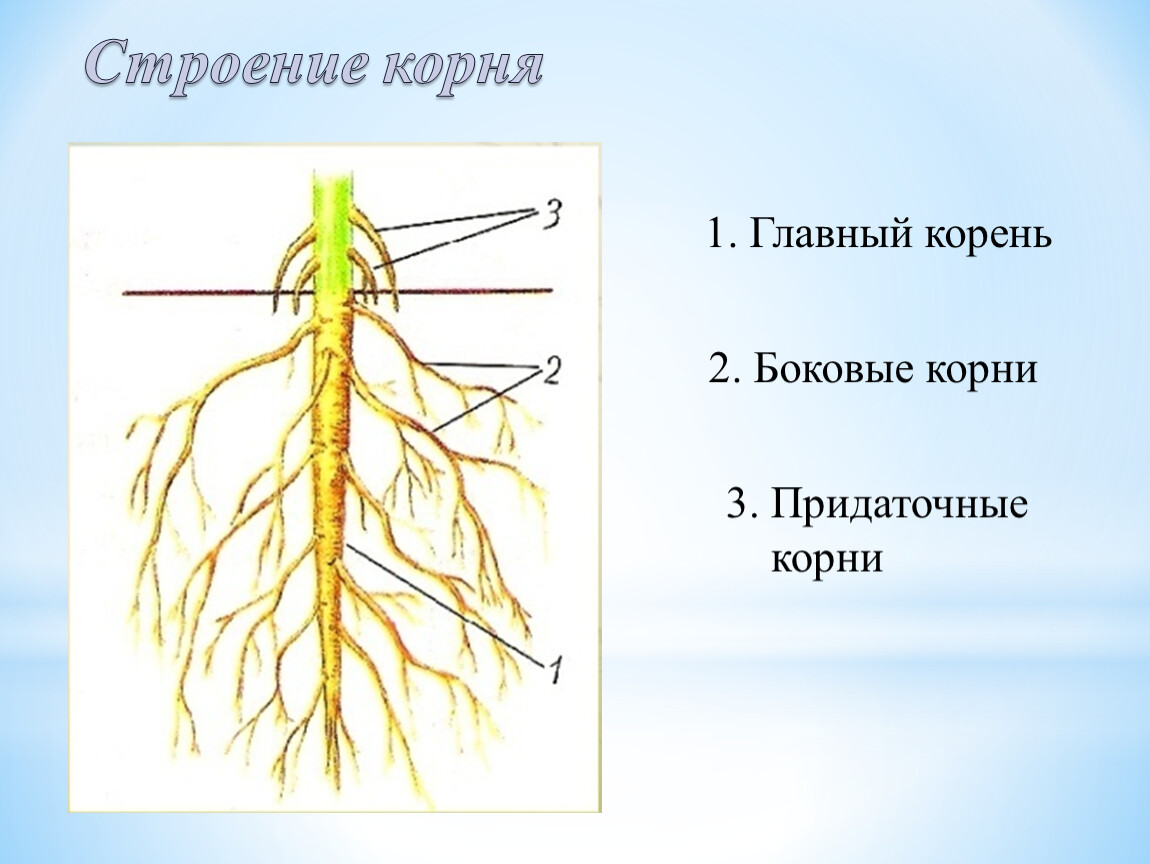 Главный корень состоит из. Строение корня растения. Корень внешнее и внутреннее строение корня. Придаточные корни корневой чехлик.