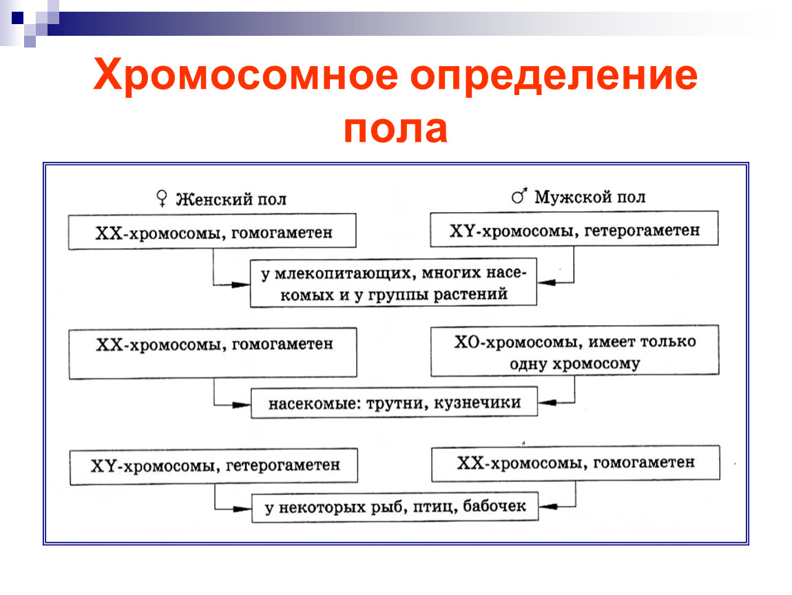 Пол организма. Хромосомный механизм наследования пола. Определение пола хромосомный механизм наследования пола. Определение пола и типы определения. Типы хромосомной детерминации пола у различных.