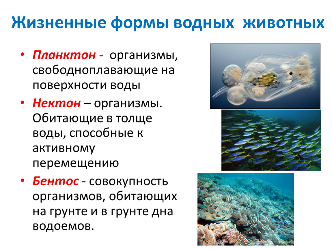 Особенности толще воды. Планктон Нектон бентос. Обитатели планктона нектона и бентоса. Планктон Нектон бентос биология. Жизненные формы водных животных.