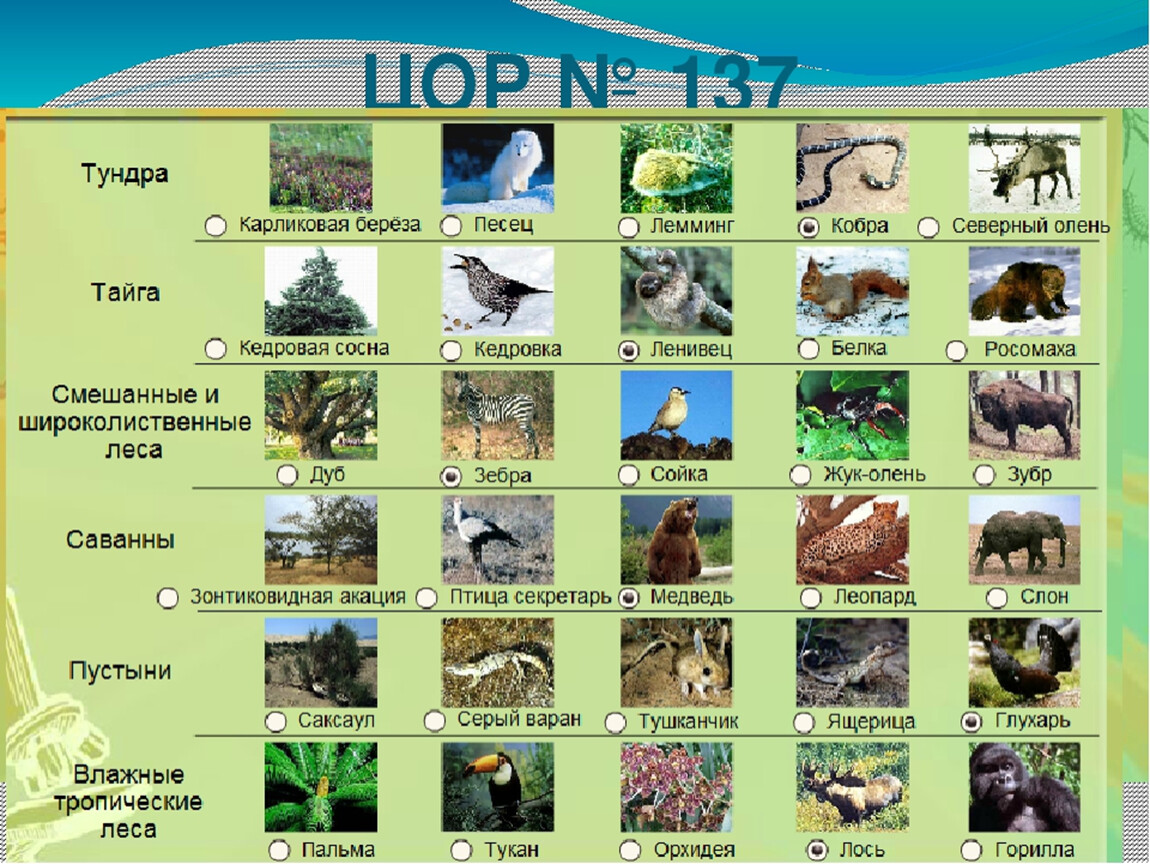 Природные зоны 5 класс презентация. Животные природных зон. Растения и животные. Животные и растения разных природных зон. Какие растения и животные в природных зонах.