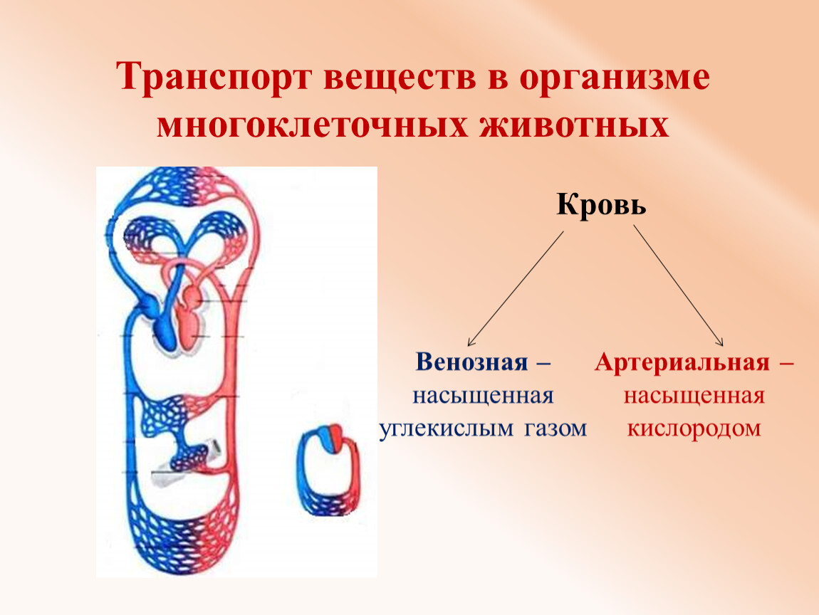 Транспорт веществ в организме