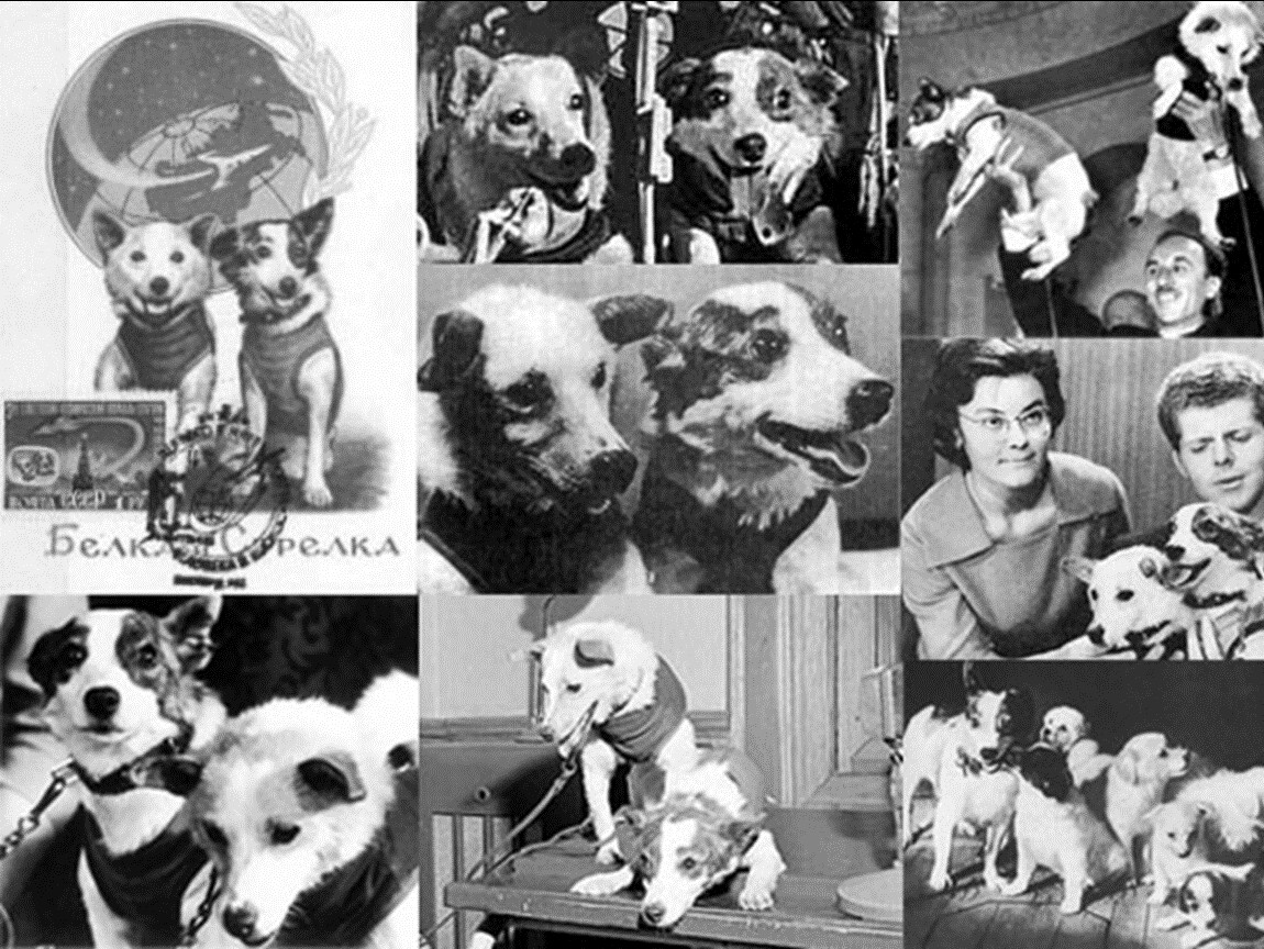 Сколько собак летало в космос. Полет в космос собак белки и стрелки. Белка и стрелка собаки космонавты. Белка и стрелка 1960. Белка и стрелка космос 19 августа 1960 года.