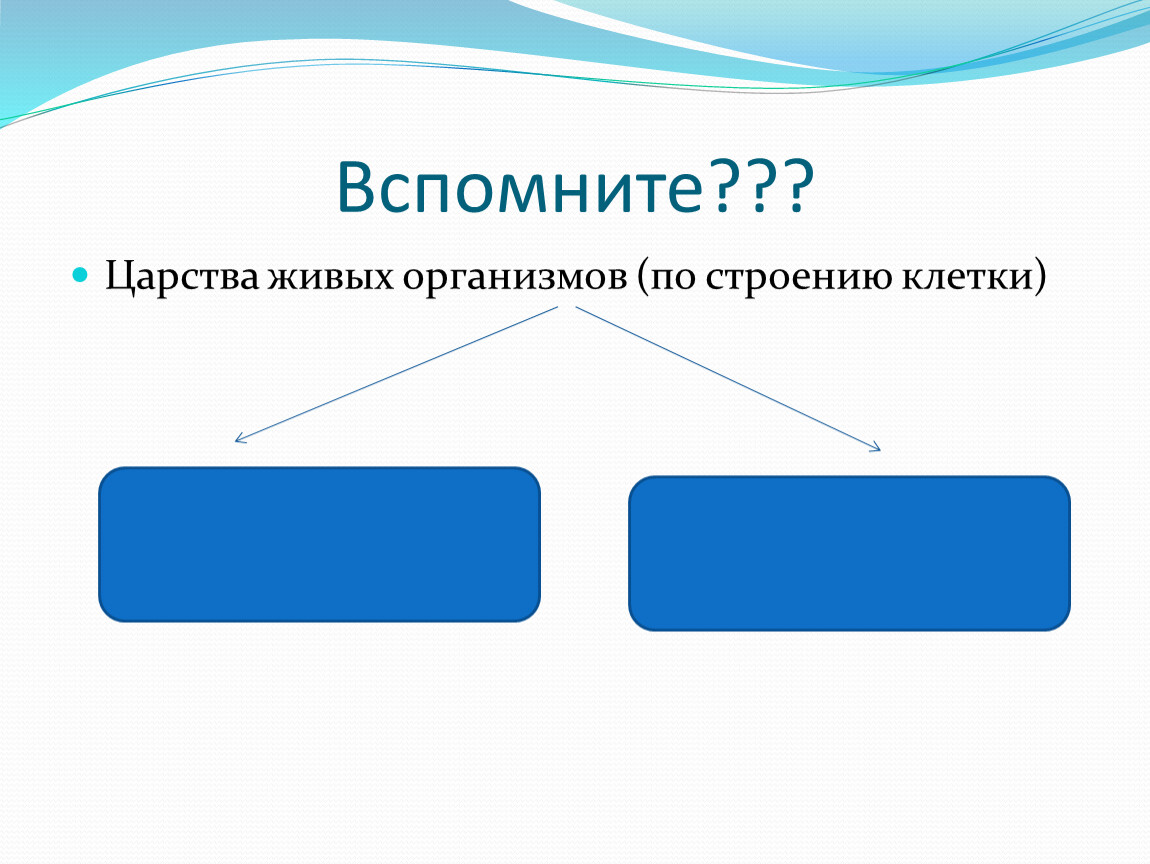 Урок биологии в 6 классе