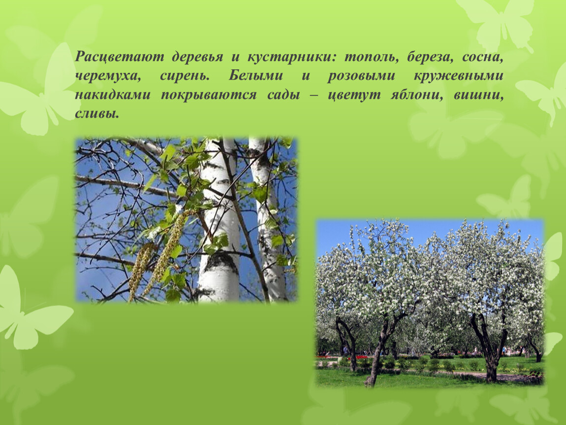 Какие происходят изменения в жизни растений весной. Деревья и кустарники весной. Деревья весной. Презентация на тему деревья.