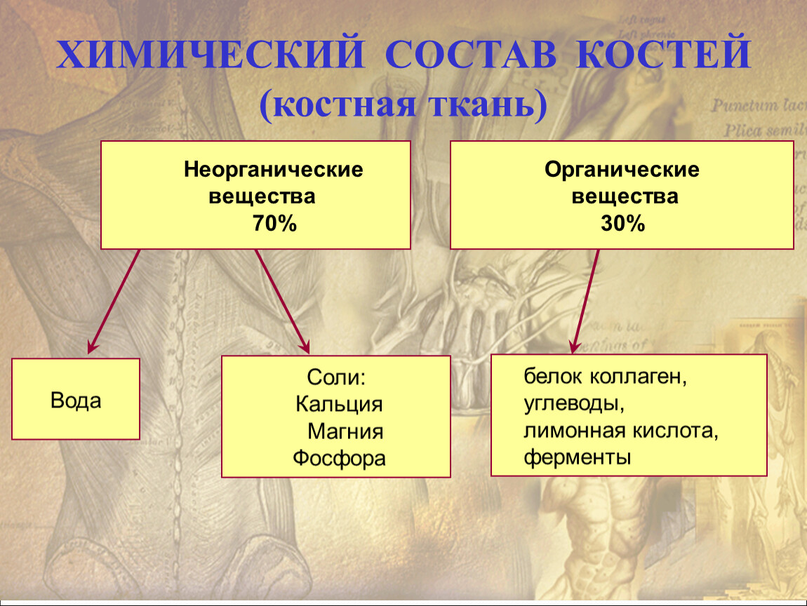 Входит в состав костной ткани. Органические вещества костной ткани. Химическое строение кости человека. Основные неорганические вещества костной ткани. Основное неорганическое вещество кости.